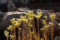 Flowering Sedum sediforme, Mediterranean stonecrop, pale stonecrop, Malta, Mediterranean