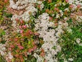 Flowering sedum spectabile stardust plants. Hylotelephium spectabile.