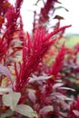 Flowering Seed Head of Red Garnet Amaranth Edible Plant Royalty Free Stock Photo