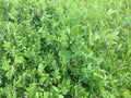 Flowering seed peas.