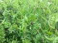 Flowering seed peas.