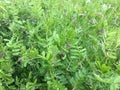 Flowering seed peas.