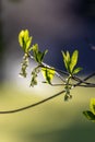 flowering seed pod dangle from tree in springtime