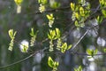 flowering seed pod dangle from tree in springtime