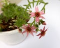 Flowering sempervivum arachnoideum, succulent with little pink blooms Royalty Free Stock Photo