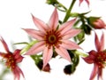 Flowering sempervivum arachnoideum, succulent with little pink blooms Royalty Free Stock Photo