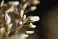 Flowering Serviceberry (Amelanchier)