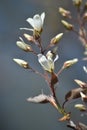 Flowering Serviceberry (Amelanchier)