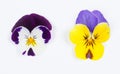 Flowering set of colorful pansies in the garden. Natural spring flower background. Various Pansy flowers on white background.