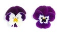 Flowering set of colorful pansies in the garden. Natural spring flower background. Various Pansy flowers on white background.