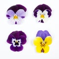 Flowering set of colorful pansies in the garden. Natural spring flower background. Various Pansy flowers on white background.
