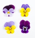 Flowering set of colorful pansies in the garden. Natural spring flower background. Various set of Pansy flowers on white backgroun