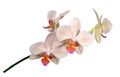 Flowering shoot of beautiful hybrid orchid Phalaenopsis, varieties `Margarita` Royalty Free Stock Photo