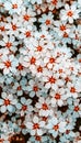 a flowering shrub featuring small white blooms with vibrant orange centers