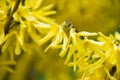 Flowering shrub forsythia. Yellow spring flowers, copy space Royalty Free Stock Photo