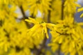 Flowering shrub forsythia. Yellow spring flowers, copy space Royalty Free Stock Photo