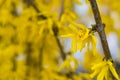 Flowering shrub forsythia. Yellow spring flowers, copy space Royalty Free Stock Photo