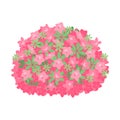 Flowering shrub in full bloom of beautiful azalea flowers or rhododendron isolated on white background.