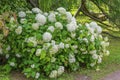 Flowering shrub Hydrangea arborescens Royalty Free Stock Photo