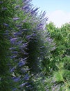 Flowering shrub of purple BuddlÃÂ©ja davÃÂ­dii