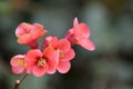 Flowering shrub with red and pink petals - Chaenomeles japonica