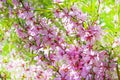 Flowering shrub steppe Almond (Prunus tenella Latin) with pink flowers