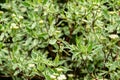Flowering shrub variegated Cornus alba Elegantissima or Swidina white. Green leaves with white stripe and red branches