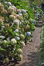 The flowering shrubs along the paths