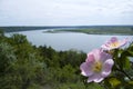 Wonderful spring day in the bosom of nature, the bend of the river, clear sky, rose hips Royalty Free Stock Photo