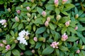 Flowering shurb of soft pink rhododendron. Flourish background of rhododendron plant