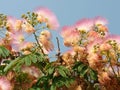 Flowering silk tree