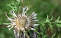 A flowering silver thistle from above, photographed against a green background