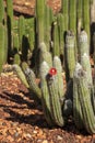 Flowering silver torch cactus (cleistocactus strausii) in garden