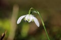 The flowering of a single snowdrop in the spring Royalty Free Stock Photo