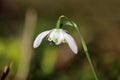 The flowering of a single snowdrop in the spring