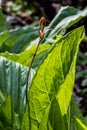 Flowering skunk cabbage in morning light