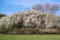A flowering sloe bush in spring, framed by trees. Royalty Free Stock Photo