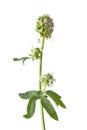 Flowering small burnet close up