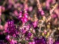 Flowering snow heather erica carnea Royalty Free Stock Photo