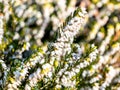 Flowering snow heather in white color erica carnea Royalty Free Stock Photo