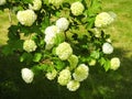 Flowering snowball bush Royalty Free Stock Photo