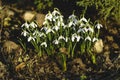 Flowering snowdrops, early spring