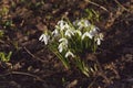 Flowering snowdrops, early spring