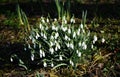 Flowering snowdrops in the garden Royalty Free Stock Photo