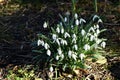 Flowering snowdrops in the garden Royalty Free Stock Photo