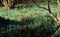 Flowering snowdrops in the garden Royalty Free Stock Photo