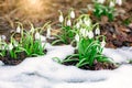 Flowering snowdrops are punched out of the snow. Symbol of nature waking up Royalty Free Stock Photo