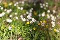 Flowering snowdrops.