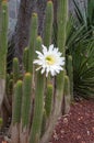 Flowering soehrensia spachiana or white torch cactus in garden
