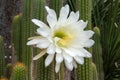 Flowering soehrensia spachiana or white torch cactus in garden